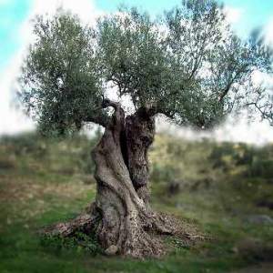 olivetree